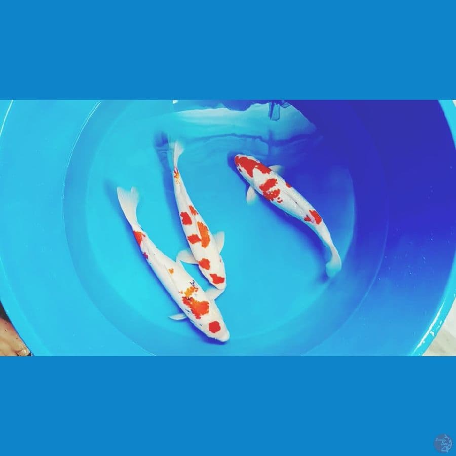 kohaku 47 50 45 cm