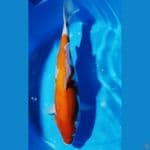 kohaku 41cm