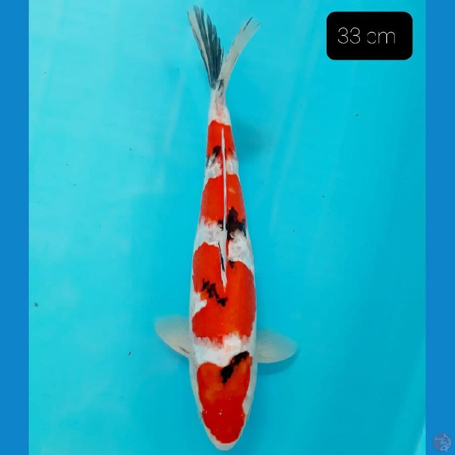 *SANKE 33 CM*