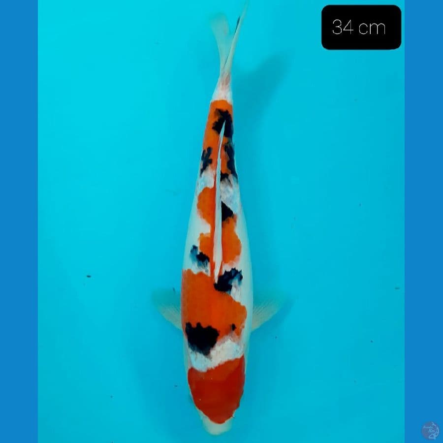 *SANKE 34 CM*