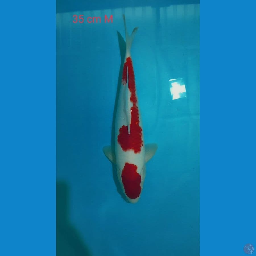 Kohaku 35cm