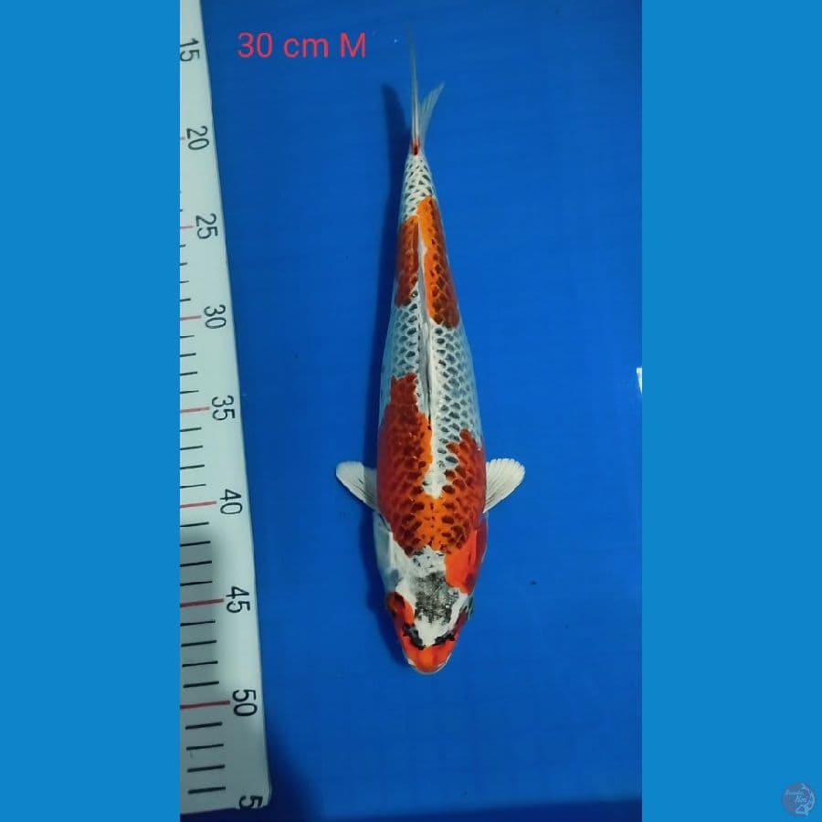 Kujaku 30cm