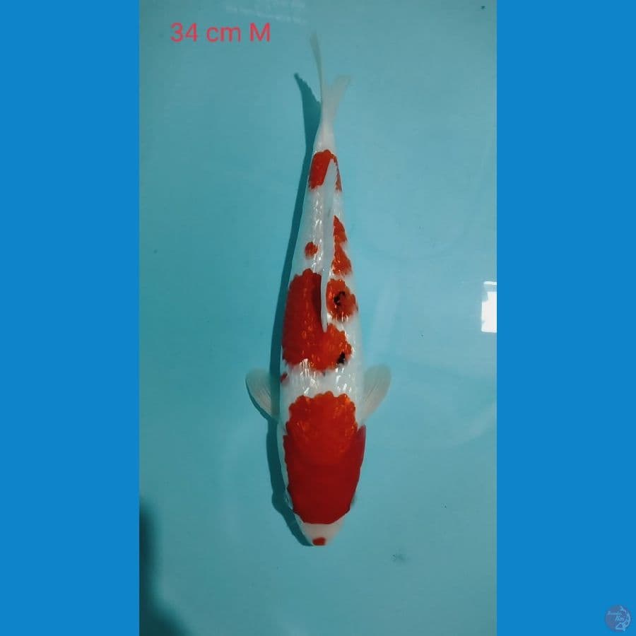 Sanke Ginrin 34cm