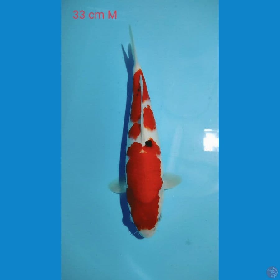Sanke 33cm