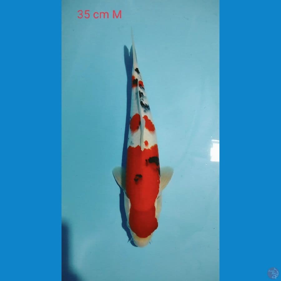 Sanke 35cm