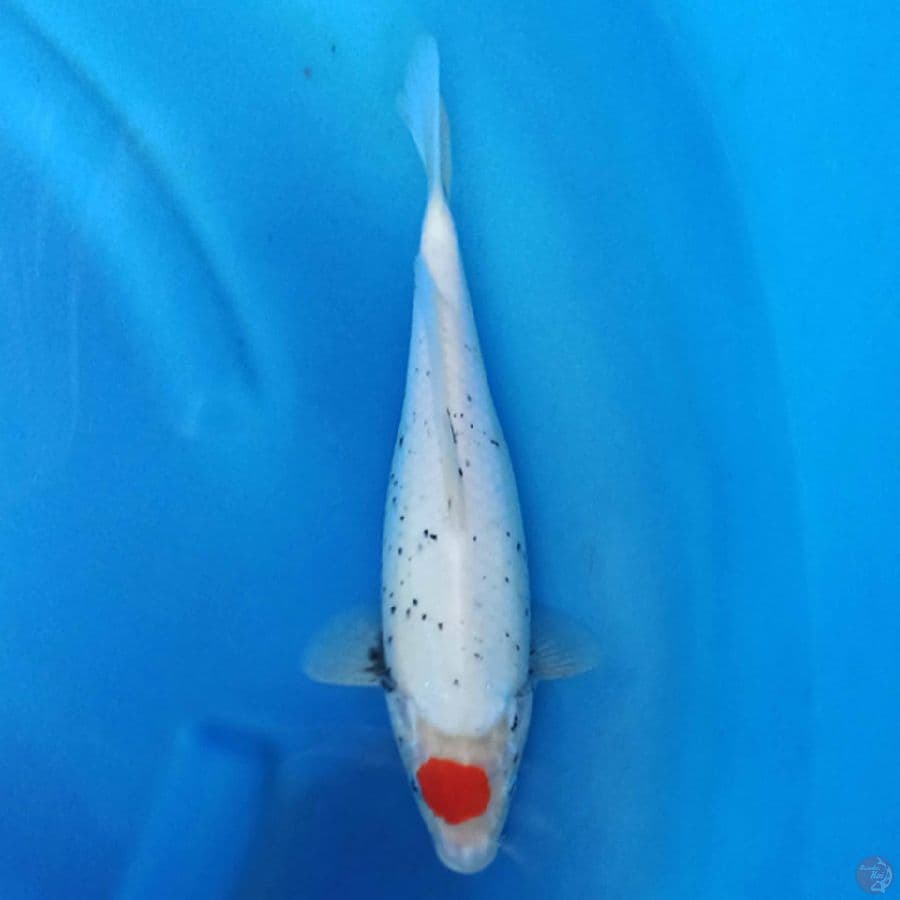 Tancho matsukawabake 28cm