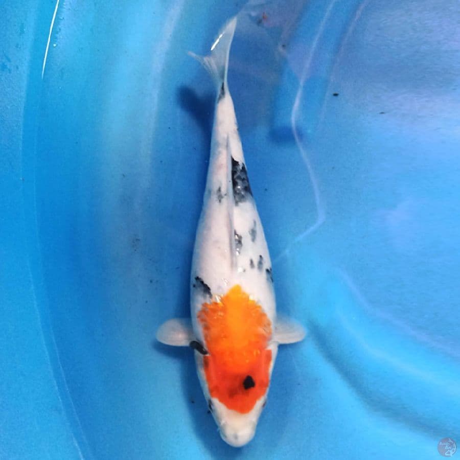 Showa sansoku 30cm