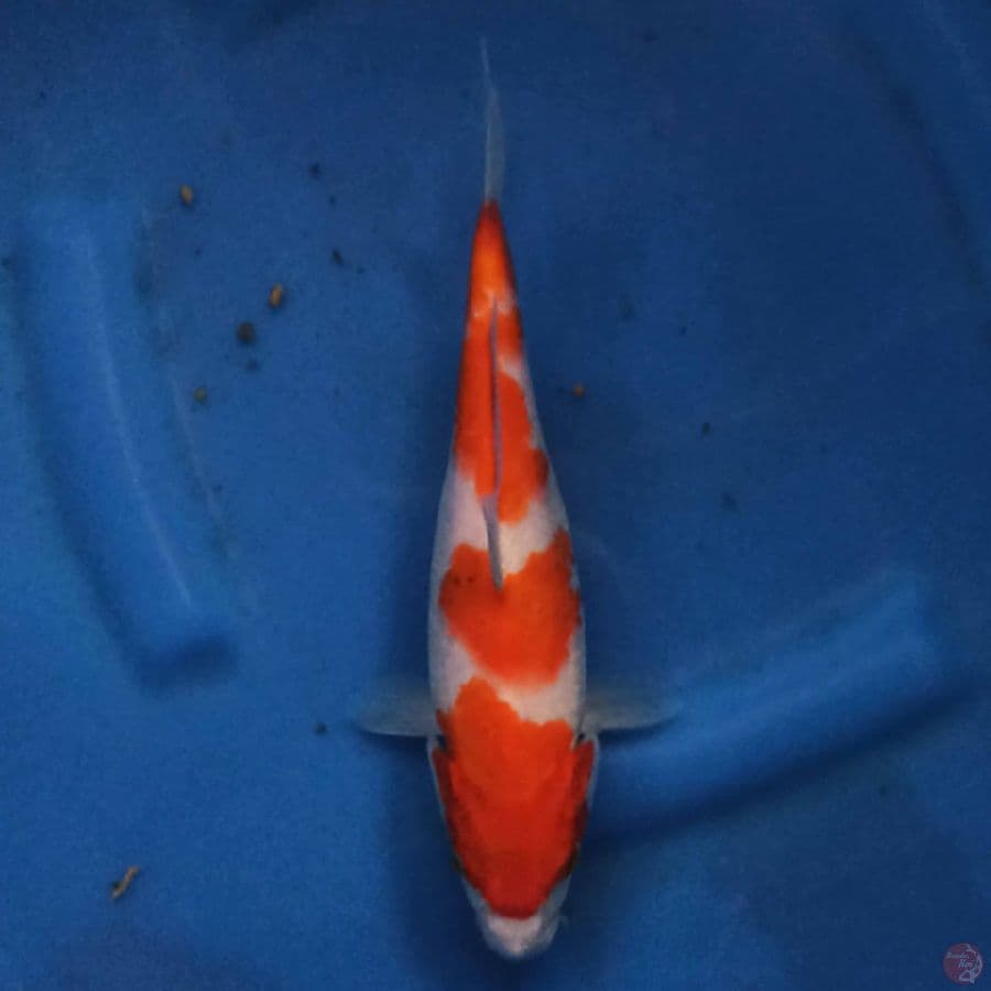 Kohaku 24cm