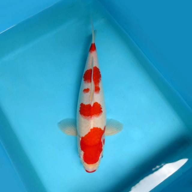 BANDAI 3 ~ KOHAKU KUCIBENI,-