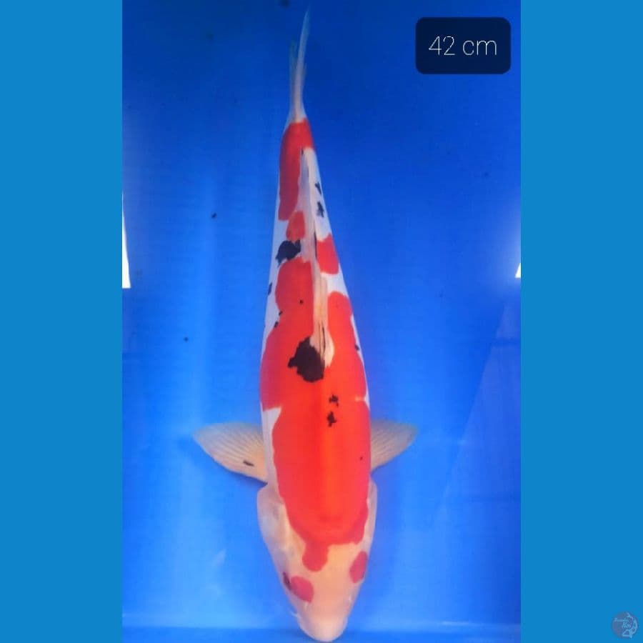 kohaku doit 42 cm