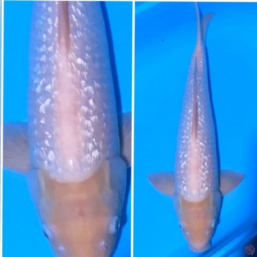  GINDRIN 45cm