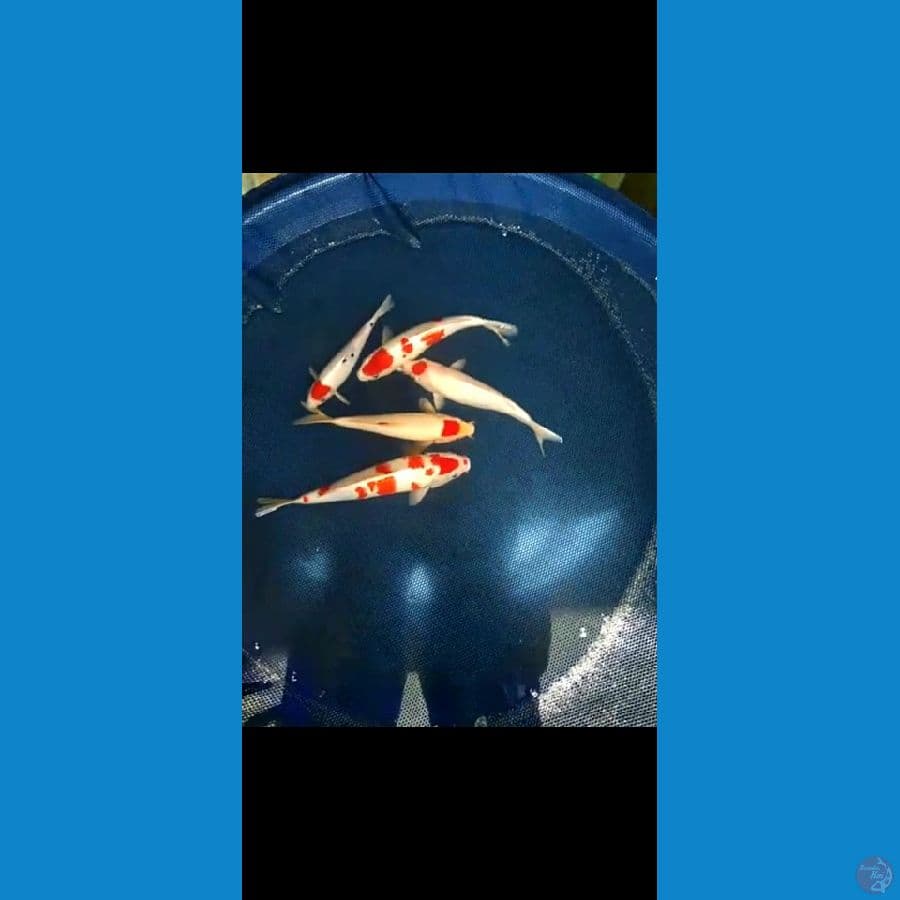  kohaku sanke