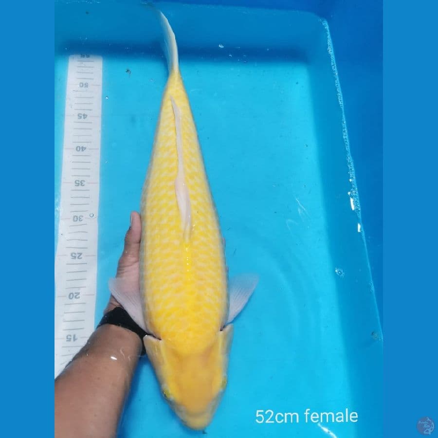 Karasi Lemon 52 cm