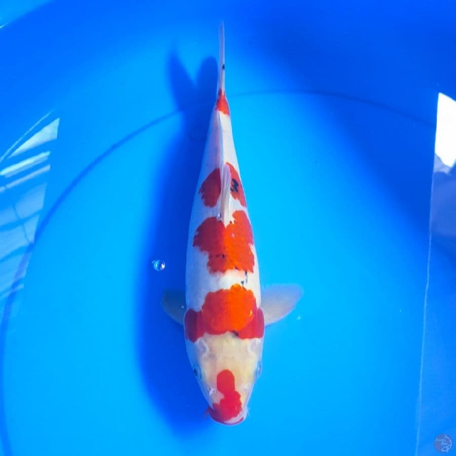 SANKE KUCIBENI 30CM