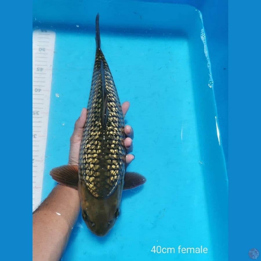Midori Ginrin padat 40 cm punuk bulky