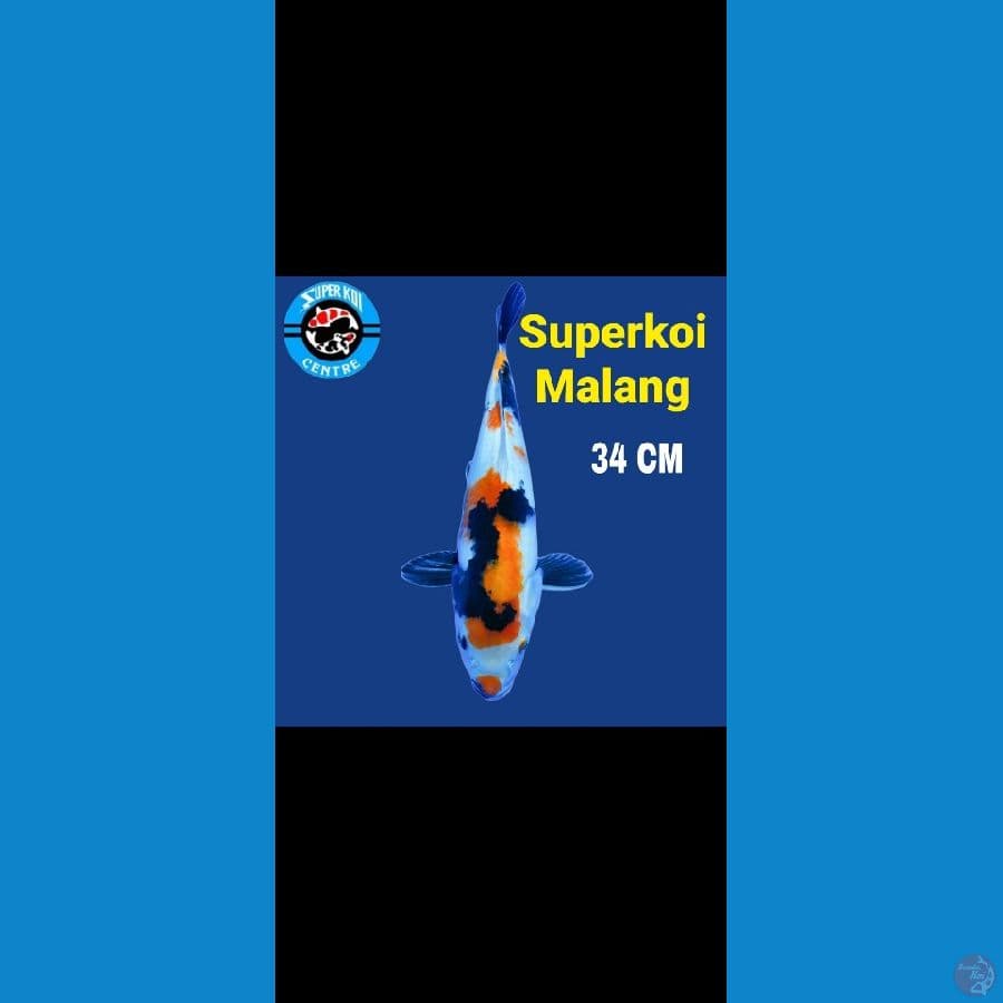Showa 34cm