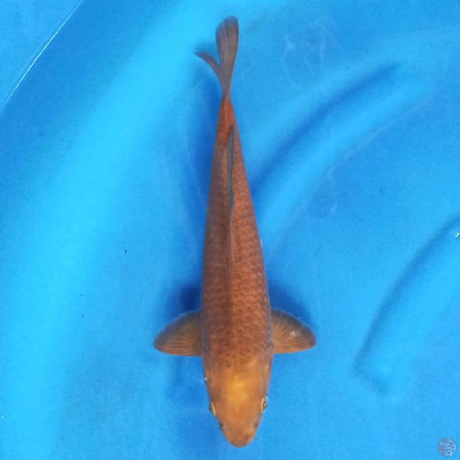 CHAGOI 33 cm