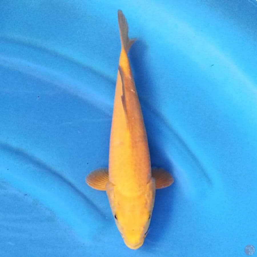 KARASHI 27 cm