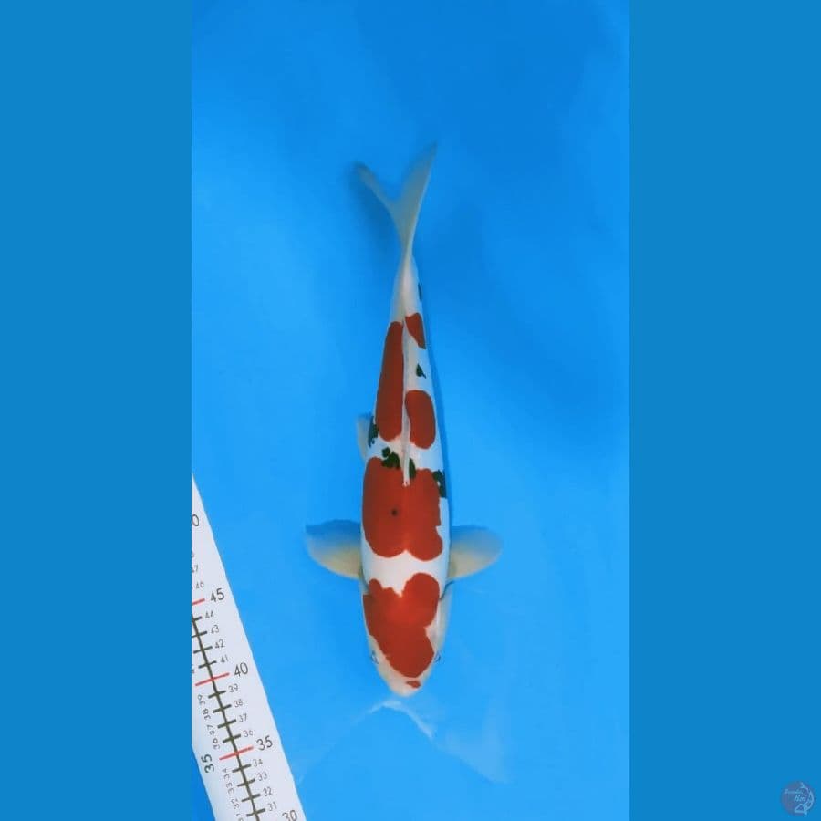 sanke doitsu murni 34cm jantan