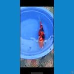 showa 46 cm fmale
