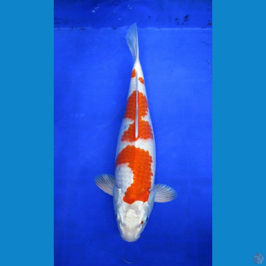 kikushui ±36cm hq