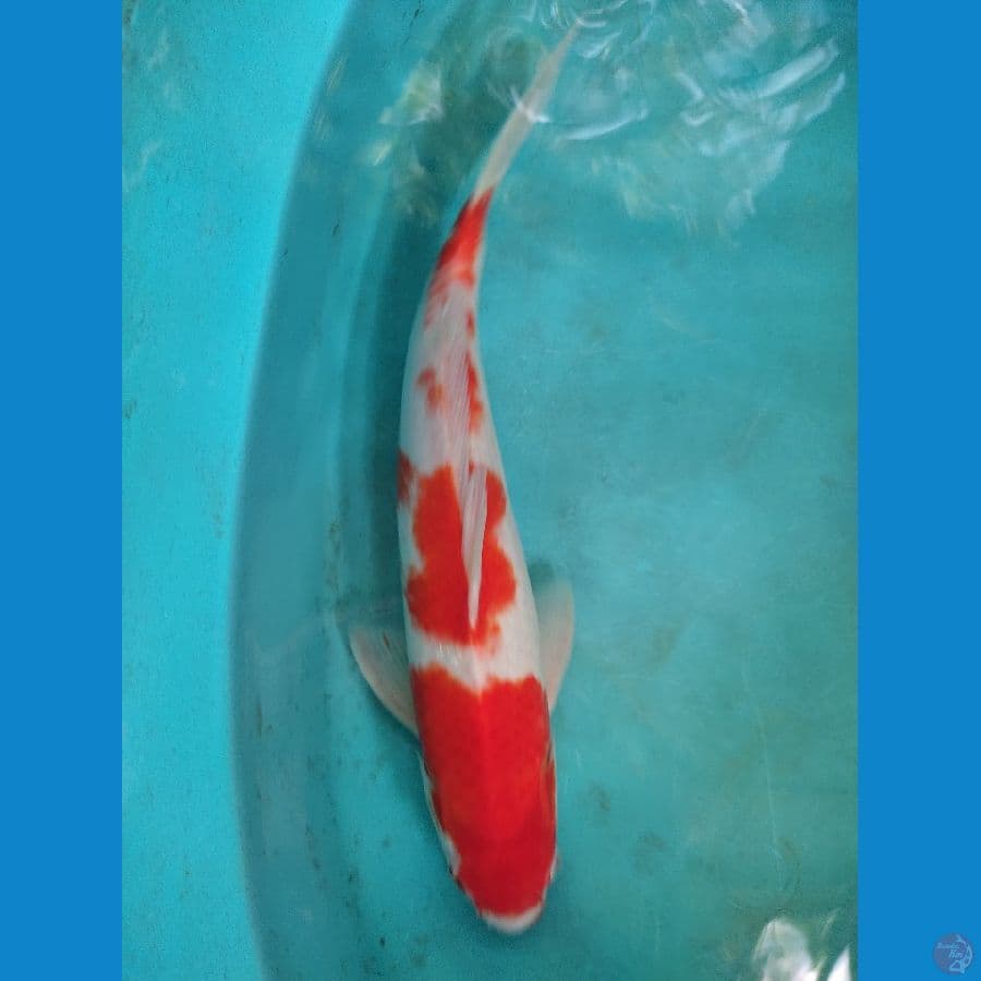 kohaku 33 cm