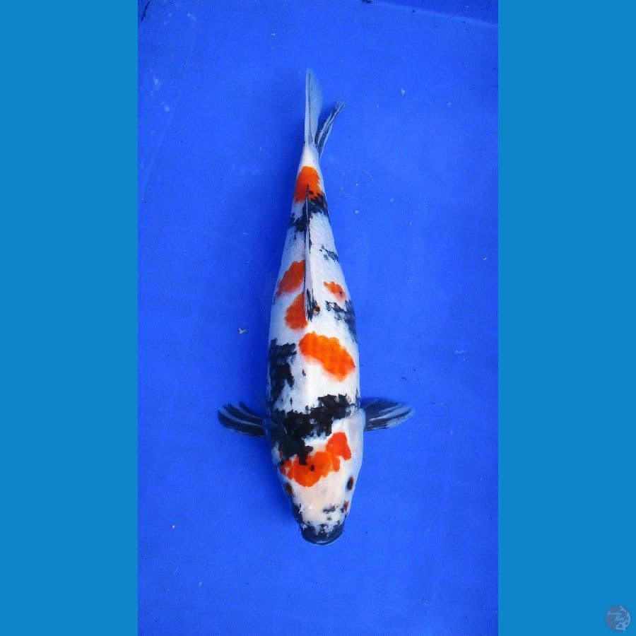 showa sansoku ±35cm