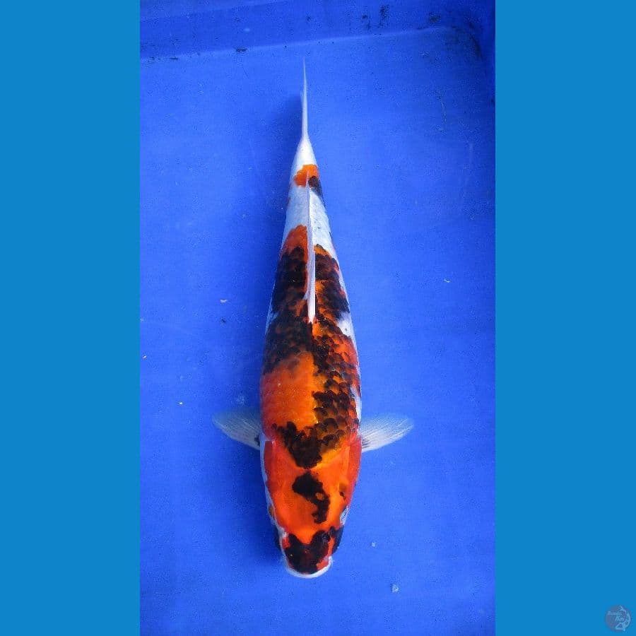 kin showa ±40cm