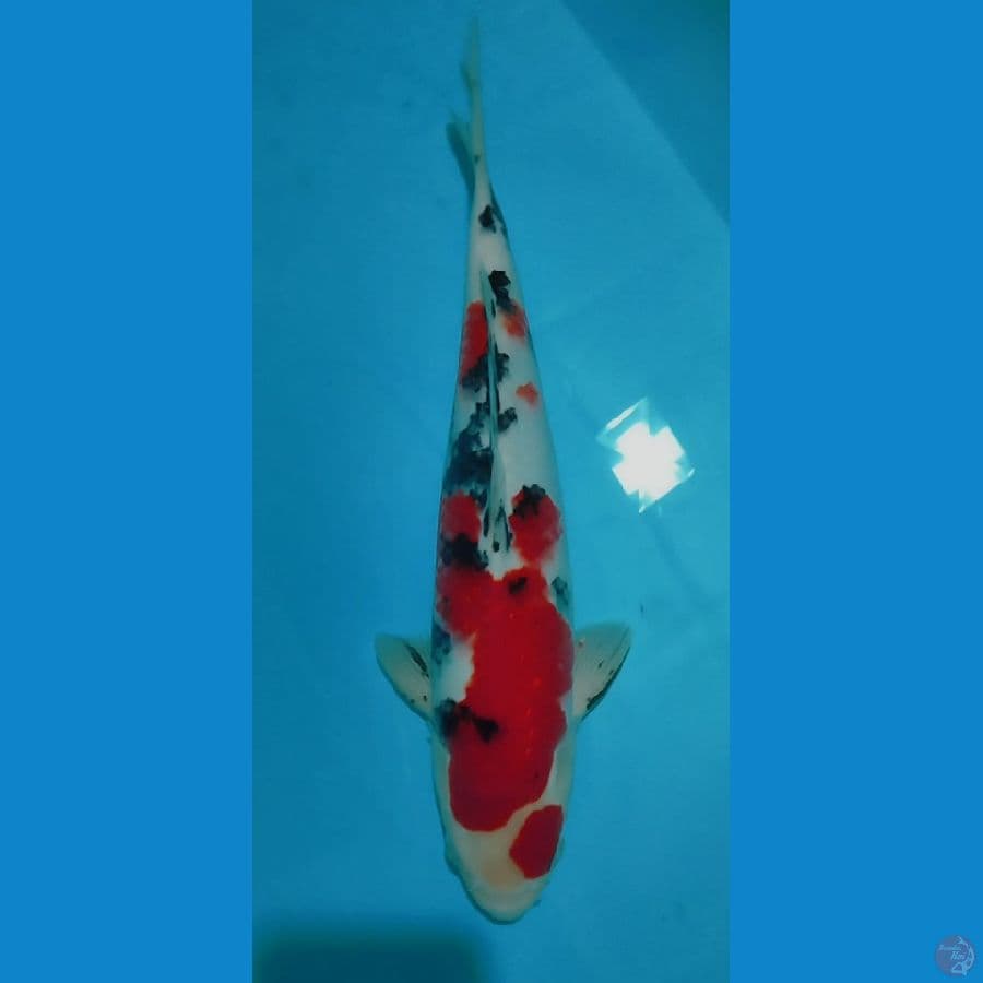 Sanke 33cm