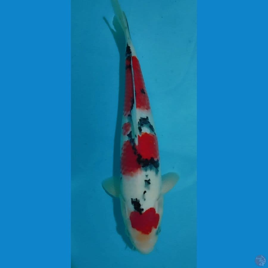 Sanke 31cm