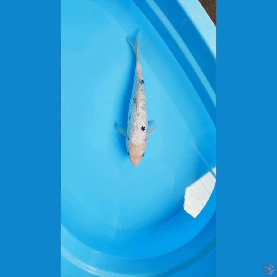 Beko ginrin female 31cm