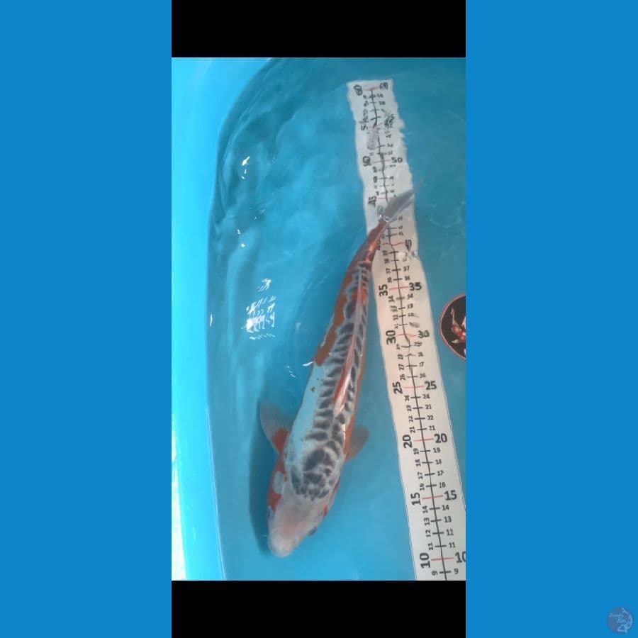 hsusui 38cm