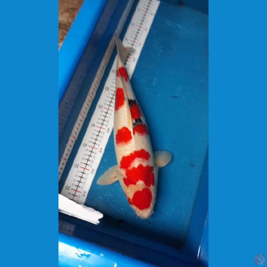 sanke 44 cm