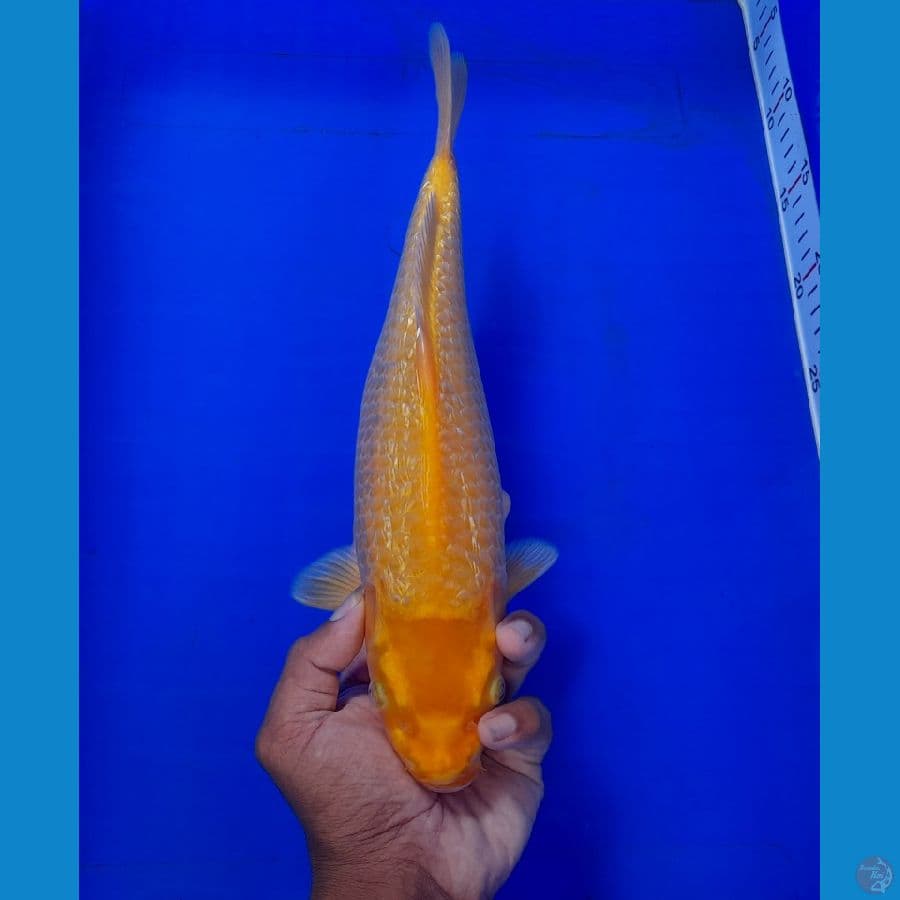 Karasi Ginrin 30cm
