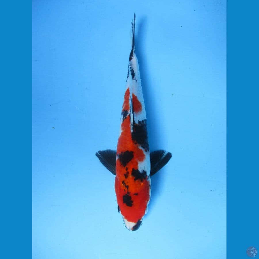 showa sansoku