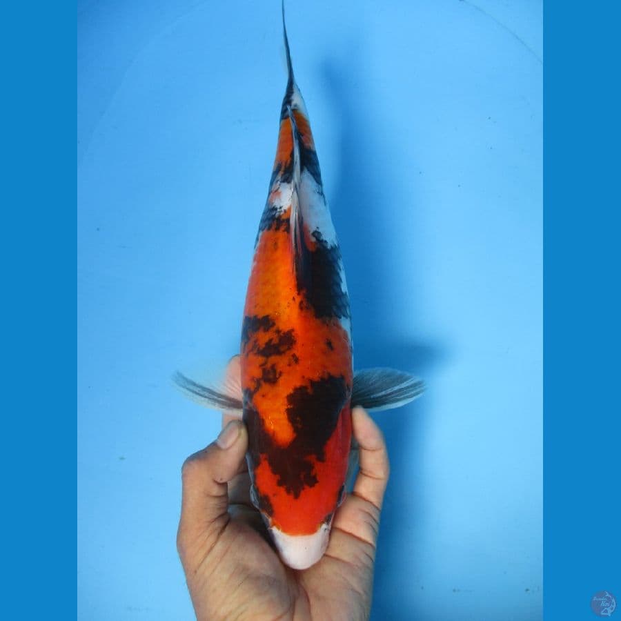 showa sansoku