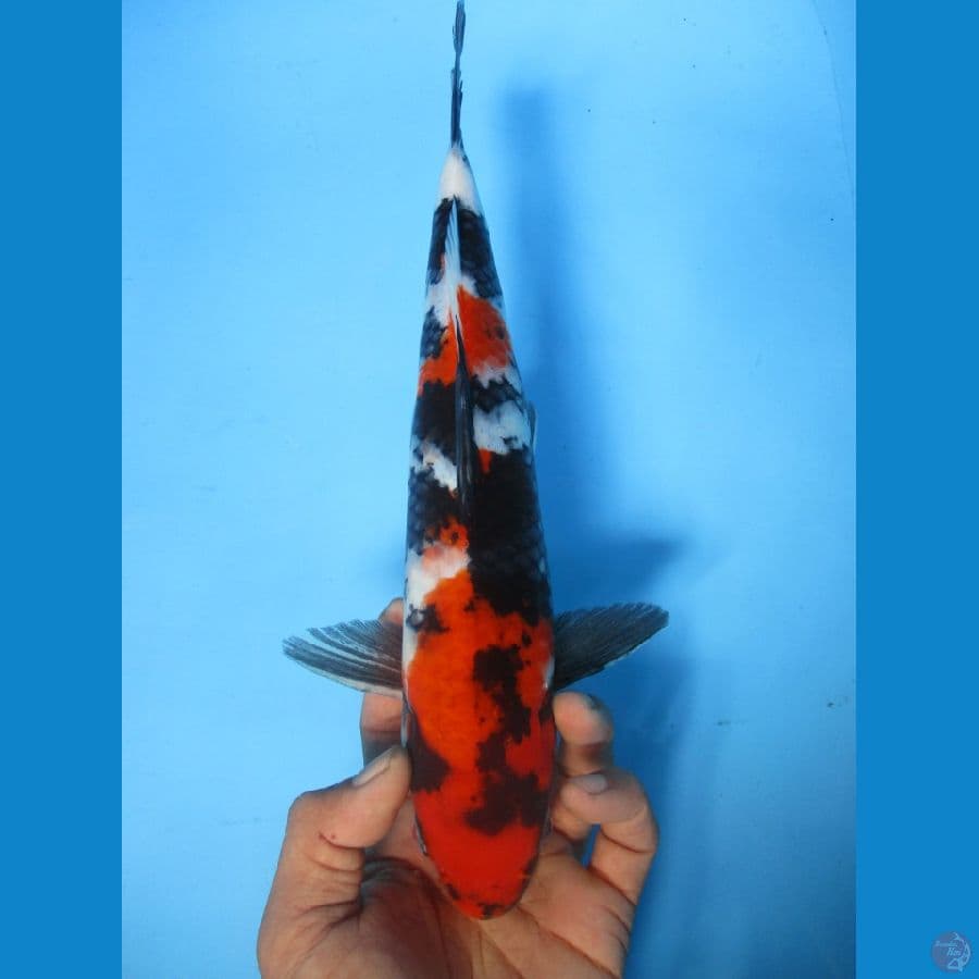 showa sansoku