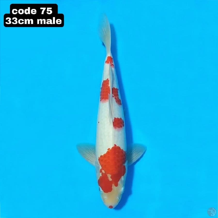 Kohaku 33cm male
