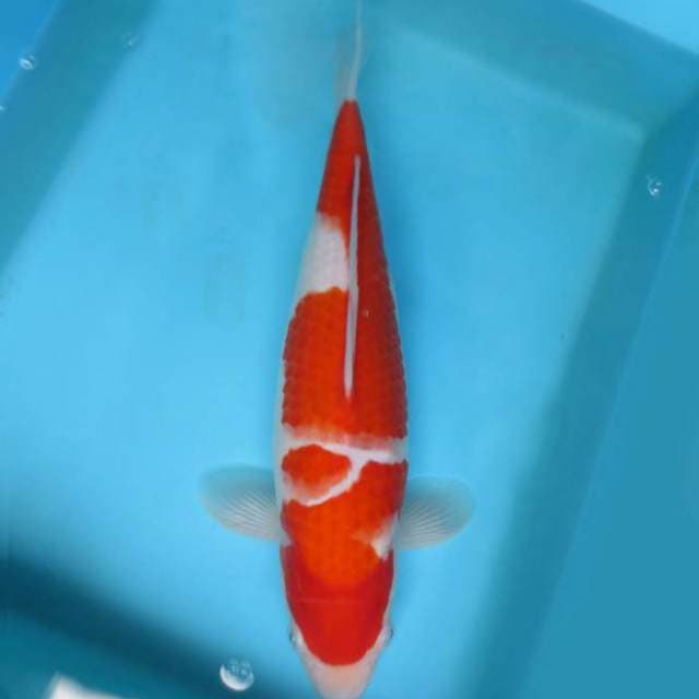 BANDAI 13 ~ KOHAKU BODY JUMBO,-