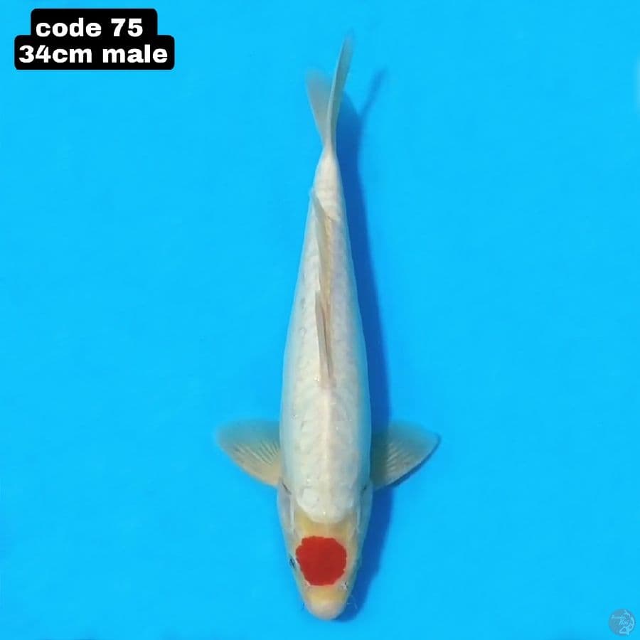 tancho kohaku 34cm male