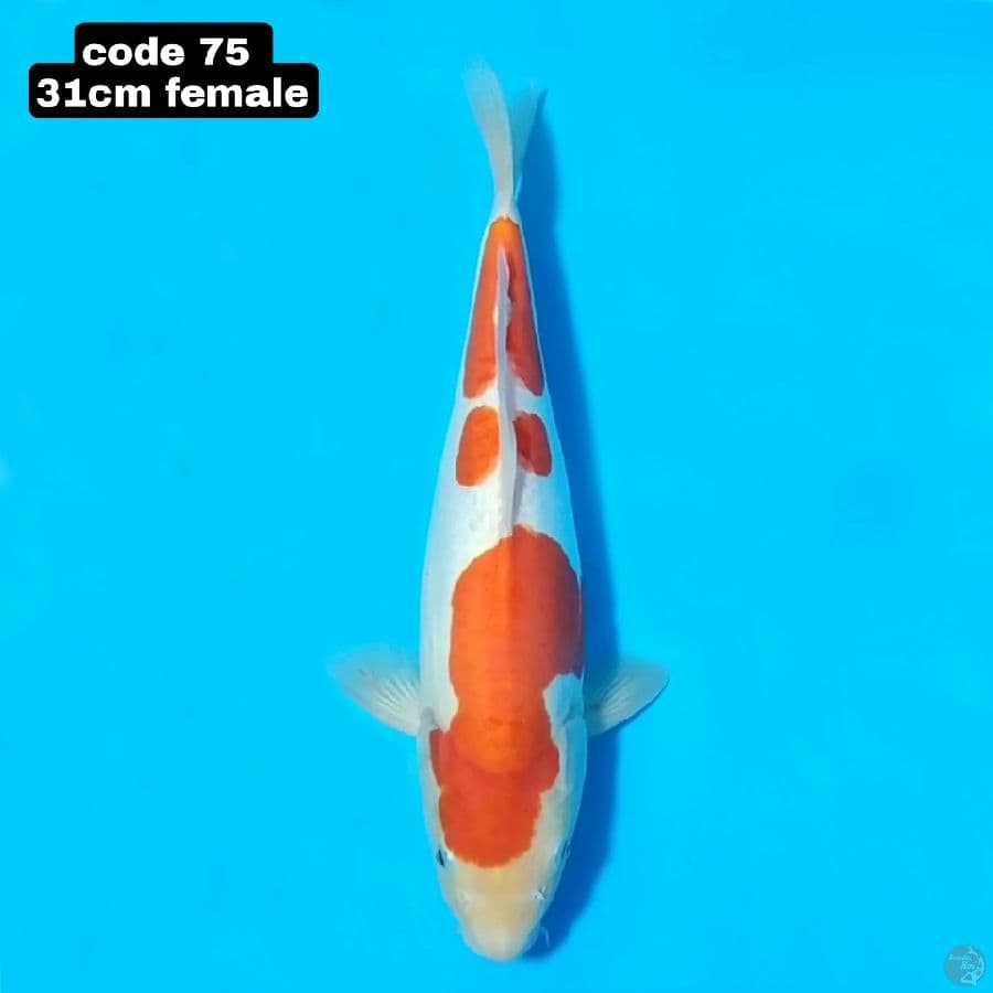 doitsu kohaku 31cm female