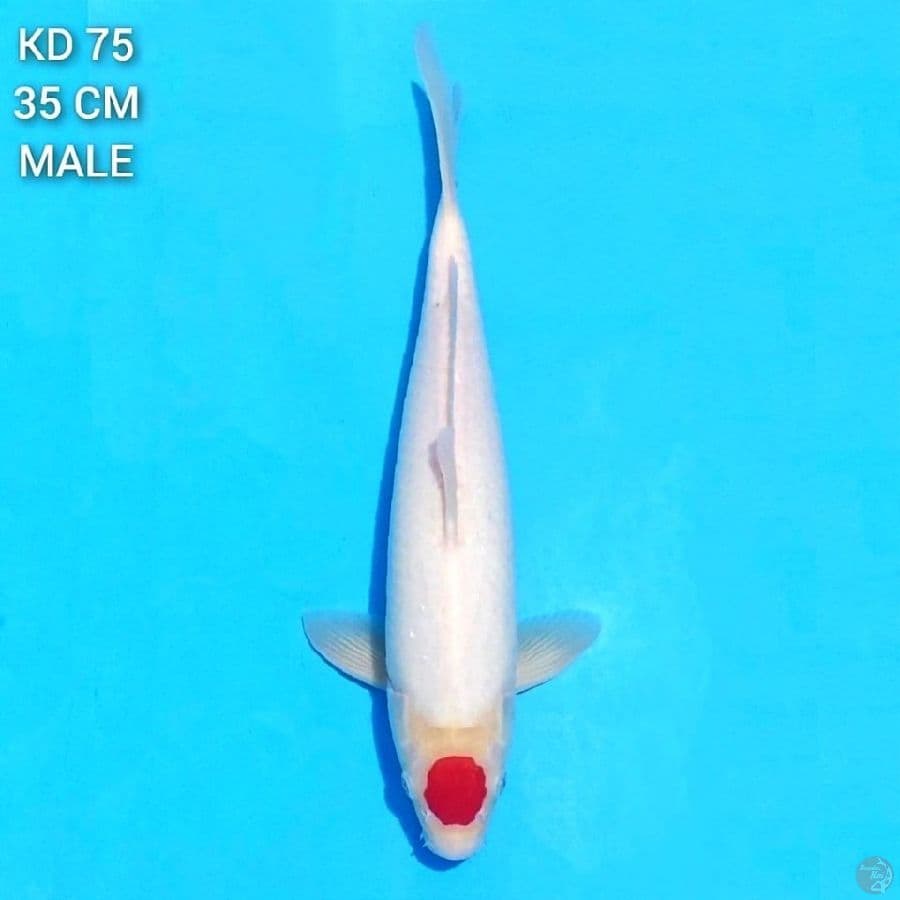 Tancho Kohaku 35cm Male