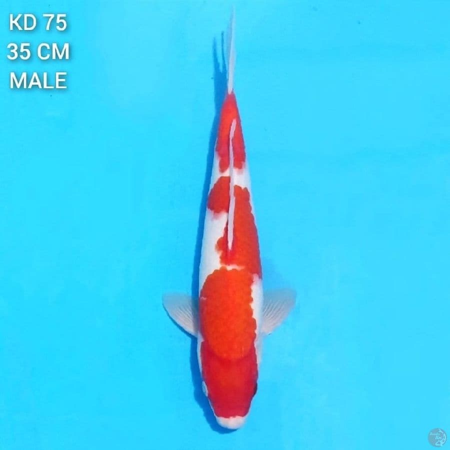 Kohaku F1 Merah Tebal 35cm Male