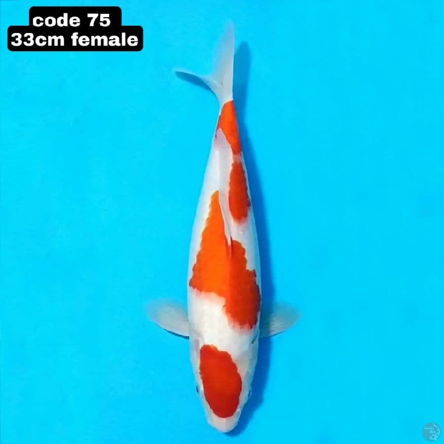 Kohaku Original Pattern F1 33cm Female