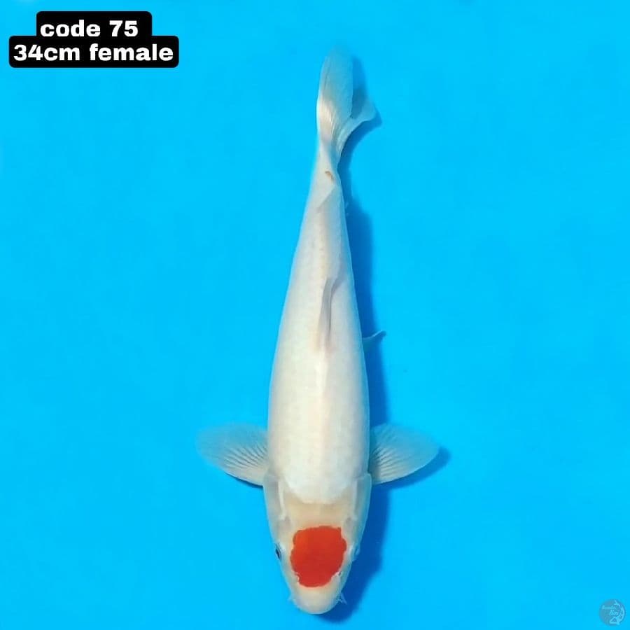 tancho kohaku 34cm female