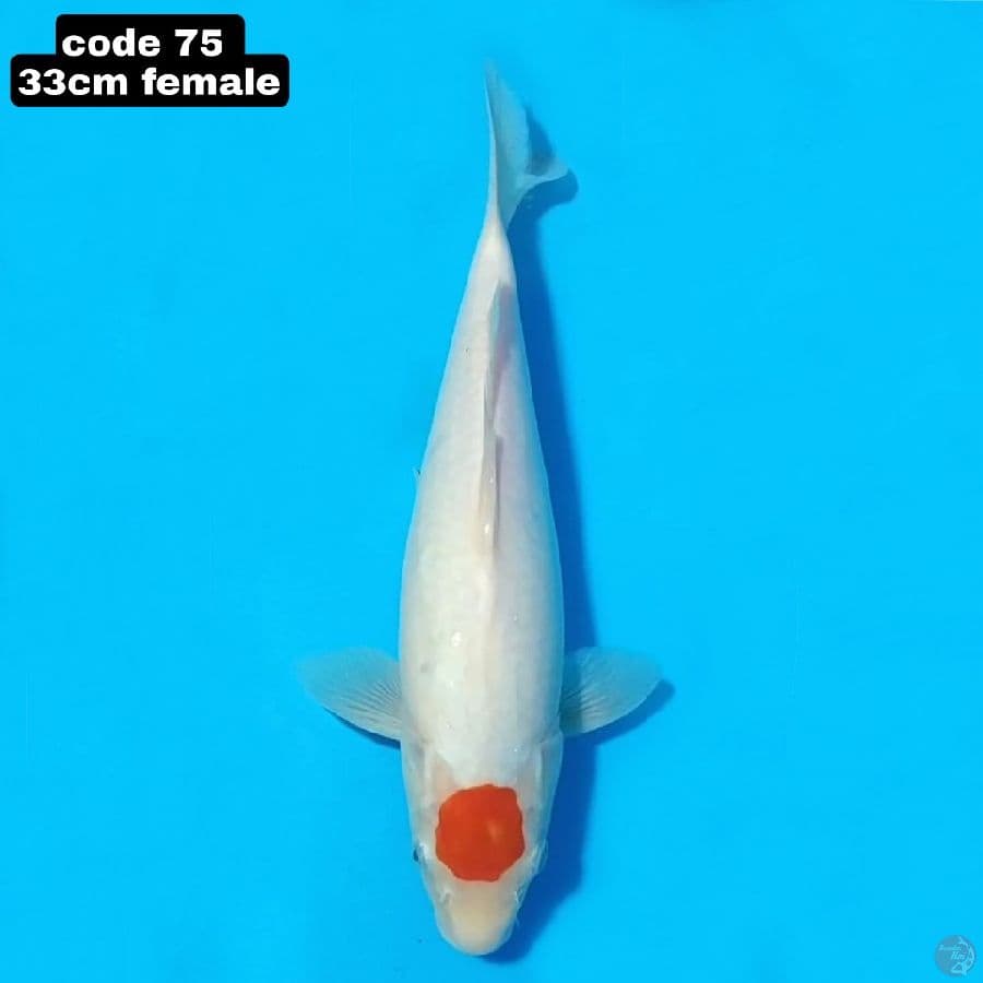 tancho kohaku 33cm female 