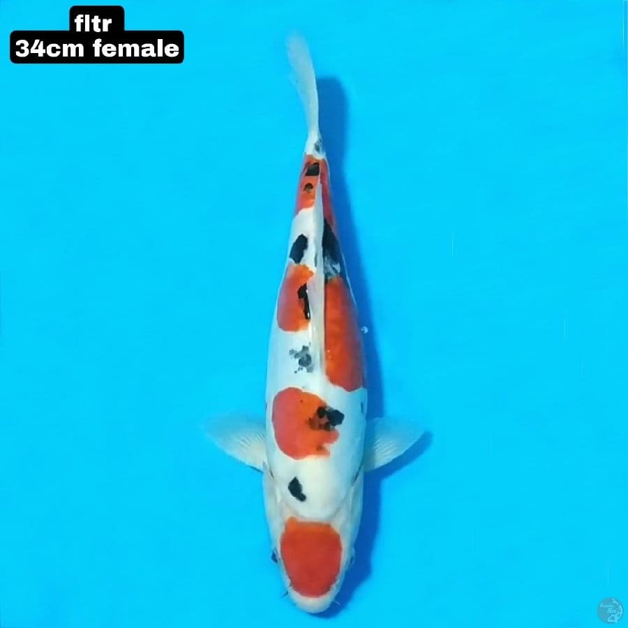 doitsu sanke 34cm female 