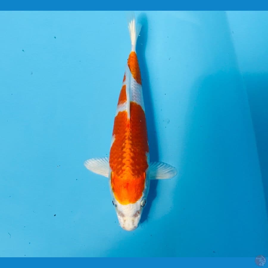 hariwake, 20 cm
