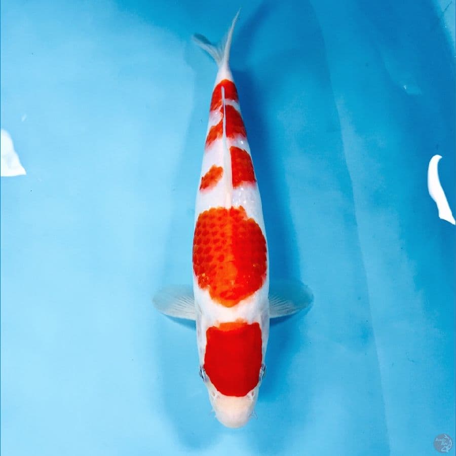maruten kohaku, 27 cm