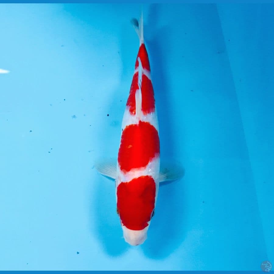 kohaku, 19 cm